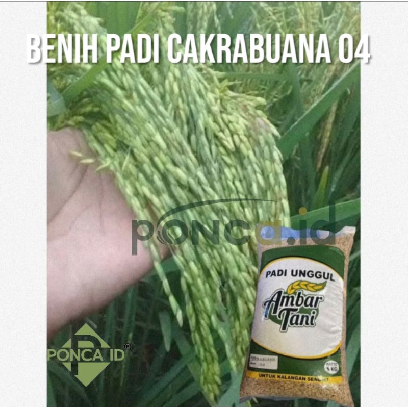 benih padi cakrabuana 04