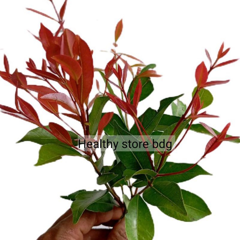 

Daun pucuk merah segar petik langsung paket 50 lembar
