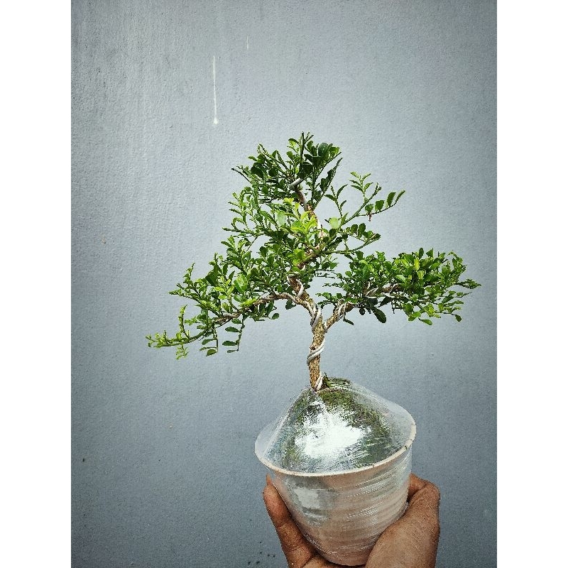 bonsai mame small kemuning mikro jadi