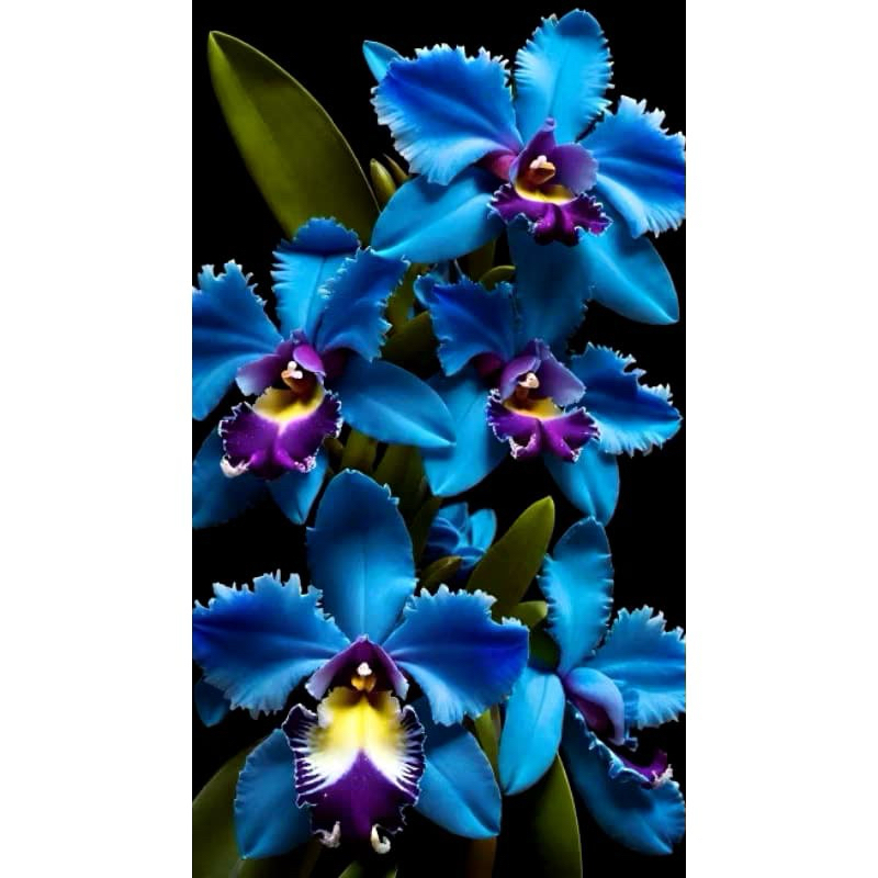 Tanaman hias bunga anggrek bulan 2 warna biru /unggu