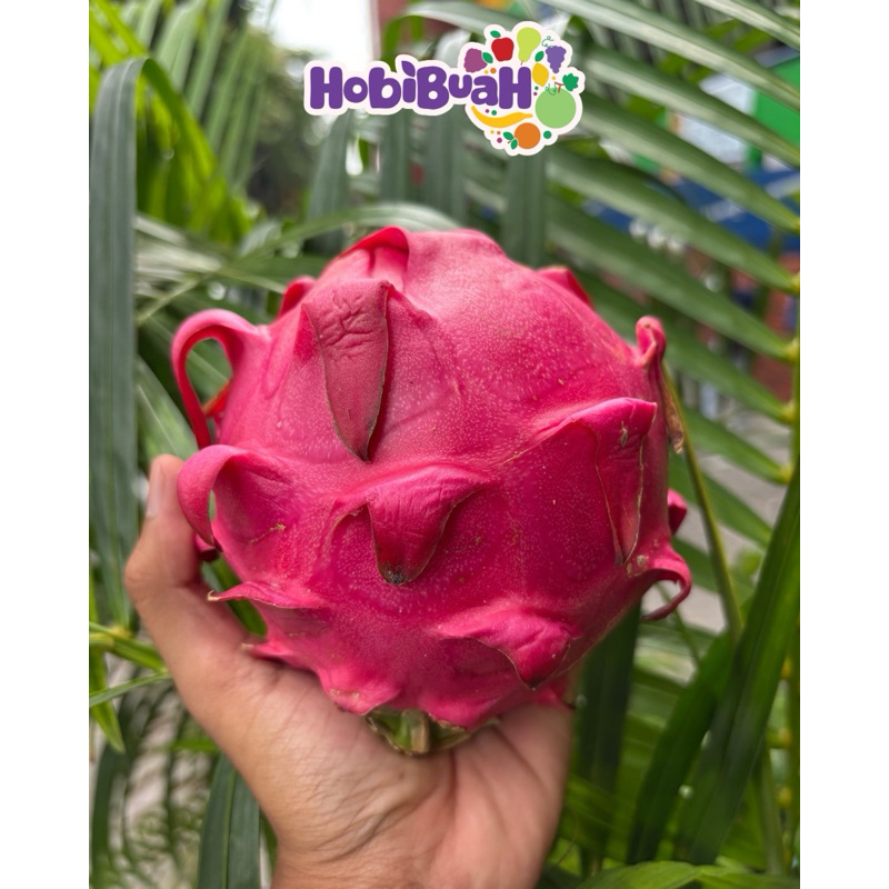 

Naga merah / Buah naga merah
