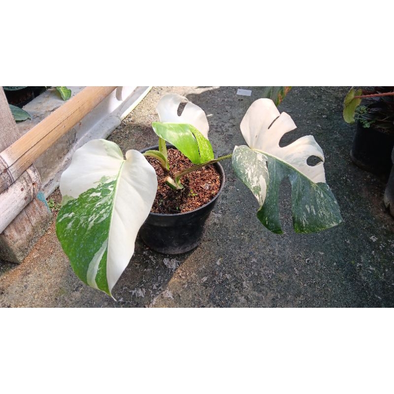 Tanaman hias bunga monstera variegata (include pot)