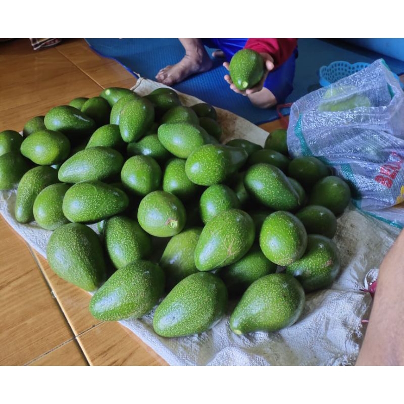 

Alpukat mentega/alpukat mentah 1 kg /1000gr