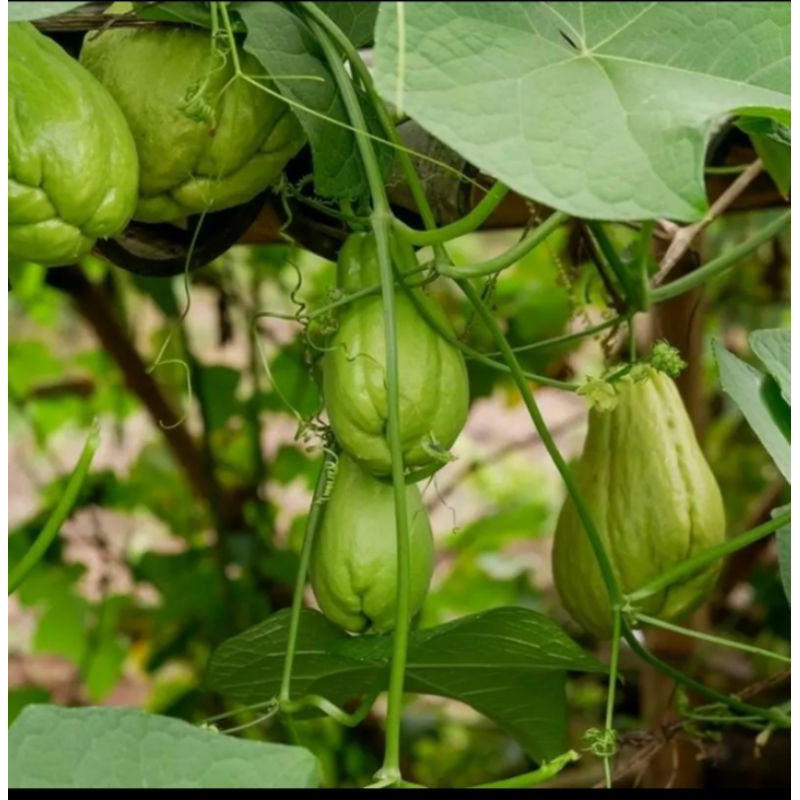 

Labu Siam Siap Masak per 5 pcs Fress Segar
