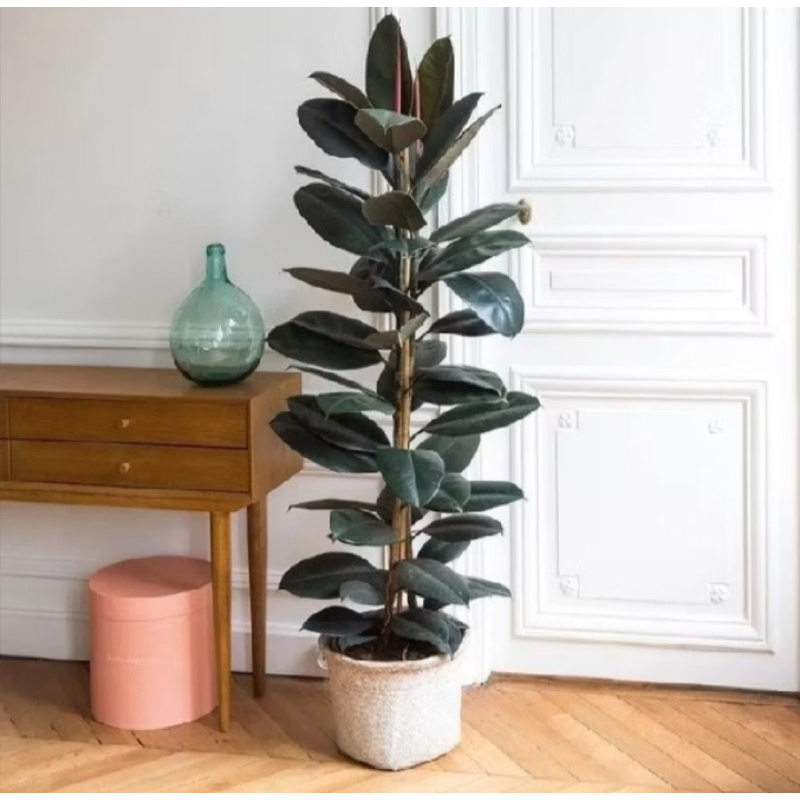 Pohon karet kebo/ficus elastica-tinggi 1 meter