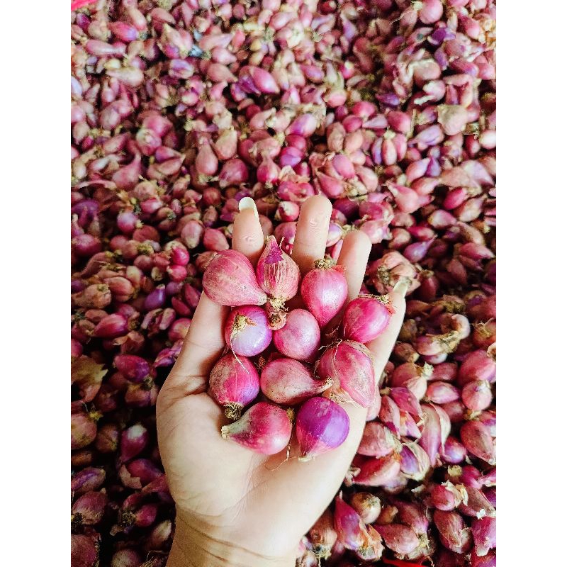 

Bawang Merah 1 Kg Termurah