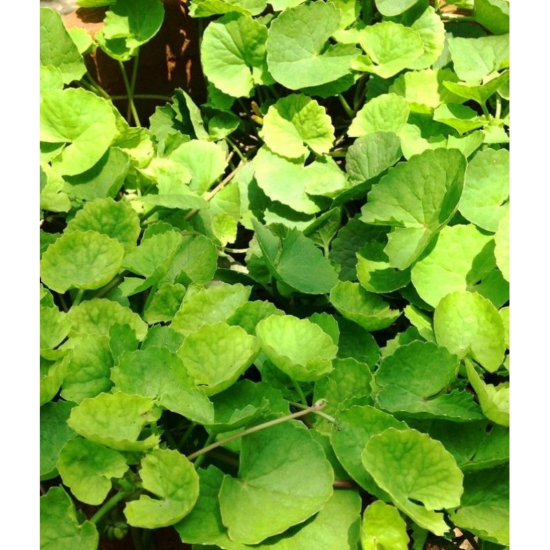 

Daun Pegagan 100gram ( Centella Asiatica ) Segar & Siap Komsumsi