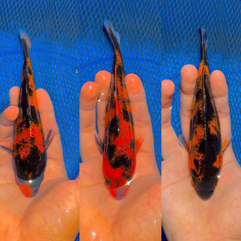 PAKET 2 EKOR KOI HI UTSURI