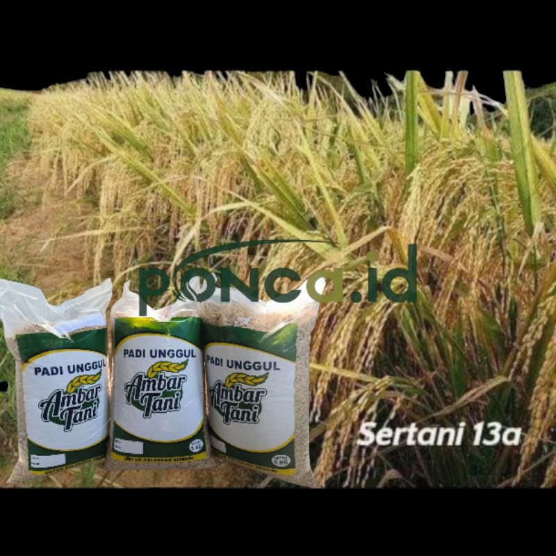BENIH PADI SERTANI 13 kemasan 5kg