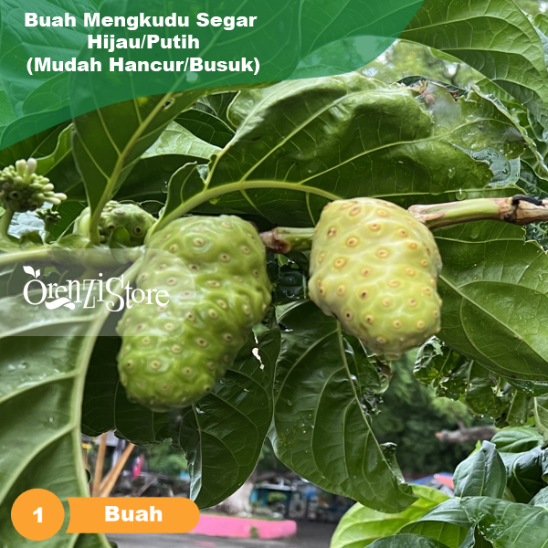 

Buah Mengkudu 1 pcs PACE fresh tanpa pestisida BUAH MENGKUDU/PACE,HERBALALAMI,HIPERTENSI,DIABETES,KOLESTEROL