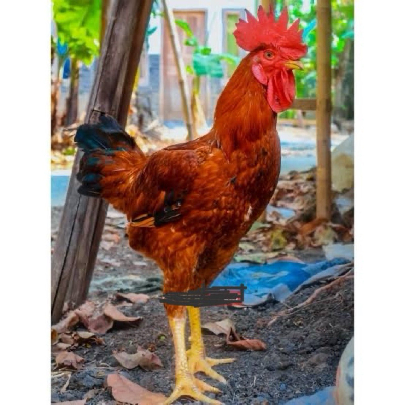 

TELUR FERTIL AYAM MARDI UNTUK DI TETASKAN