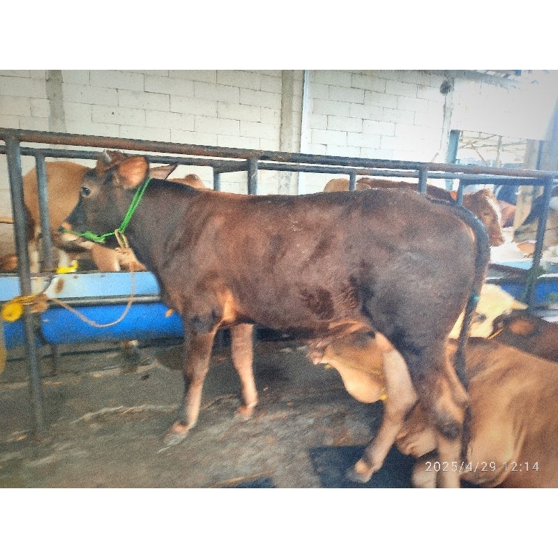 

Sapi Qurban Pegon Spek Ekonomis Bobot -/+ 270kg tag0002 - Sesuai Foto