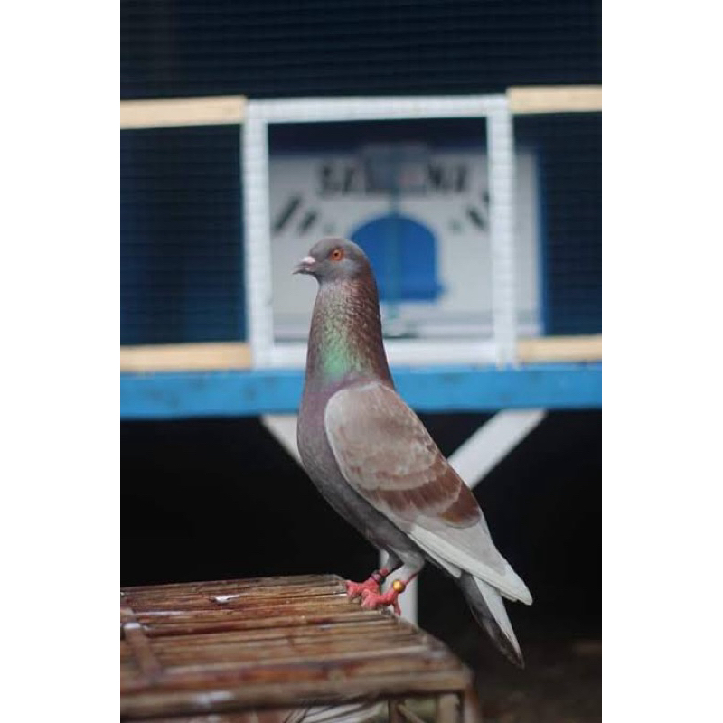 

TELUR TETAS BURUNG DARA BALAP JUARA UNTUK DI TETASKAN