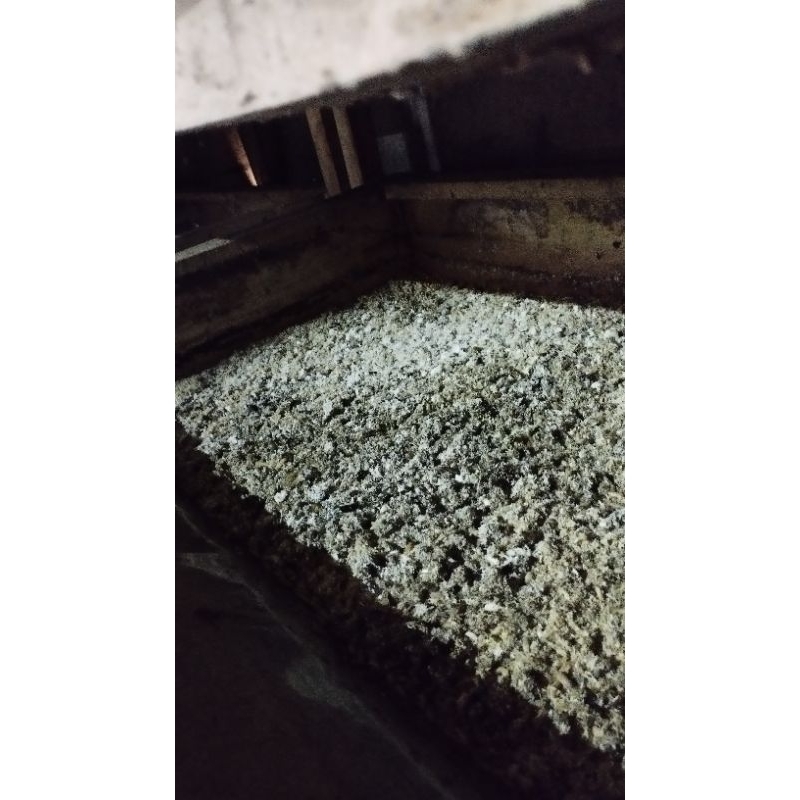 Maggot Bsf 1kg buat pakan burung,pakan ayam, dll.