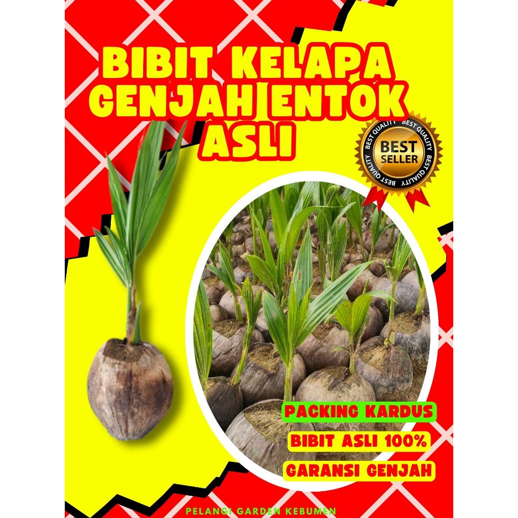 BIBIT PREMIUM.. Bibit Kelapa Genjah Entok Asli, Bibit Kelapa Genjah Entok Super Besar, Bibit Kelapa 