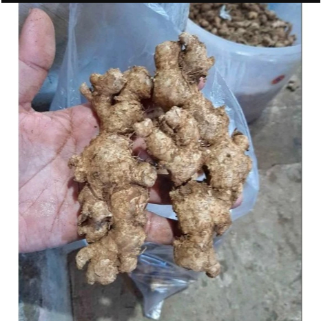 1 kg Jahe Emprit Super / 500 gram Jahe Emprit Lokal/ Jahe Emprit Segar
