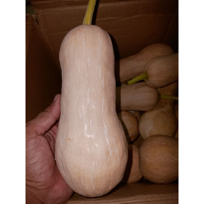 

LABU MADU LABU BOTOL BUTTERNUT SQUASH
