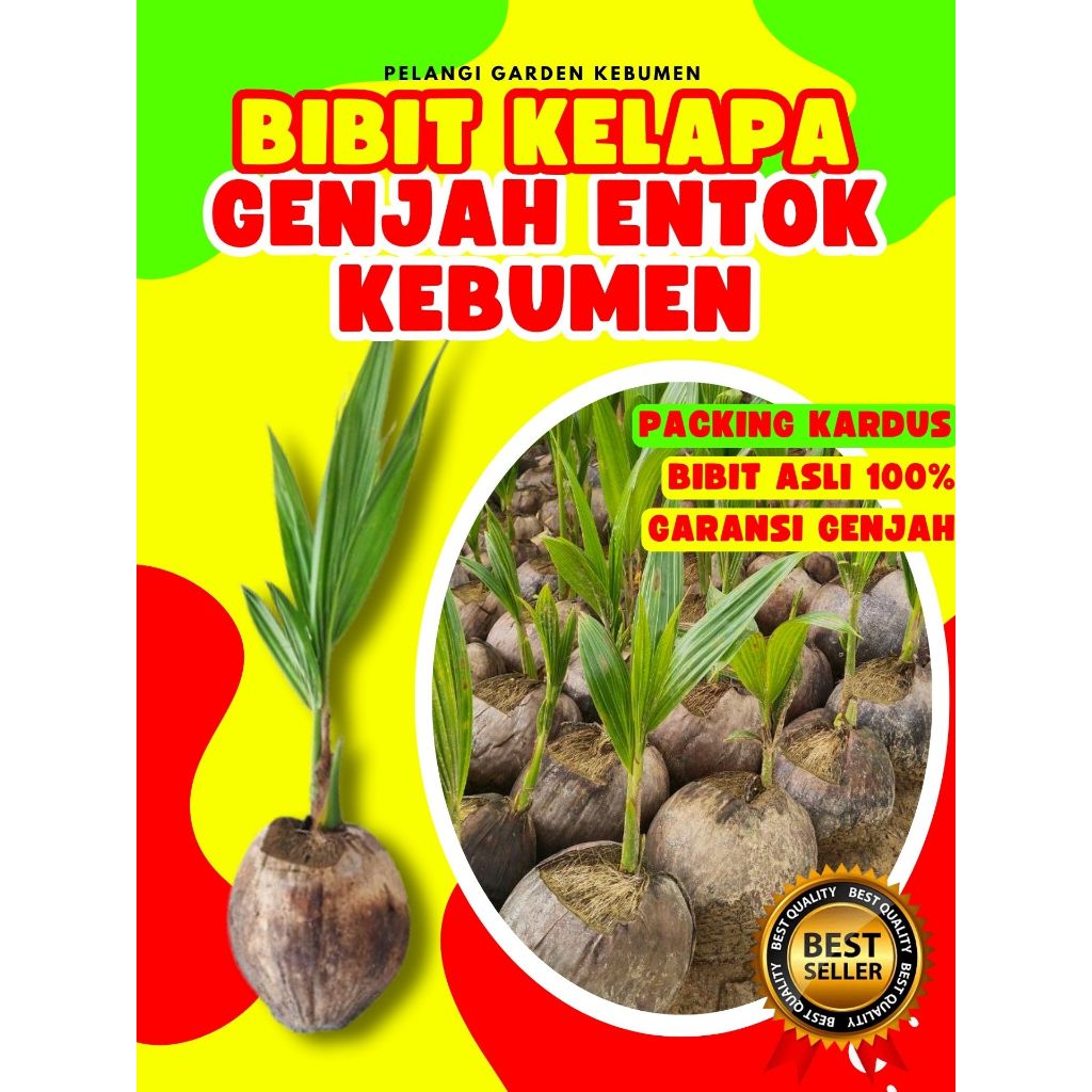 3 TAHUN BUAH..  Bibit Kelapa Hibrida Hijau Jumbo, Bibit Kelapa Hijau Asli, Bibit Kelapa Hijau Hibrid