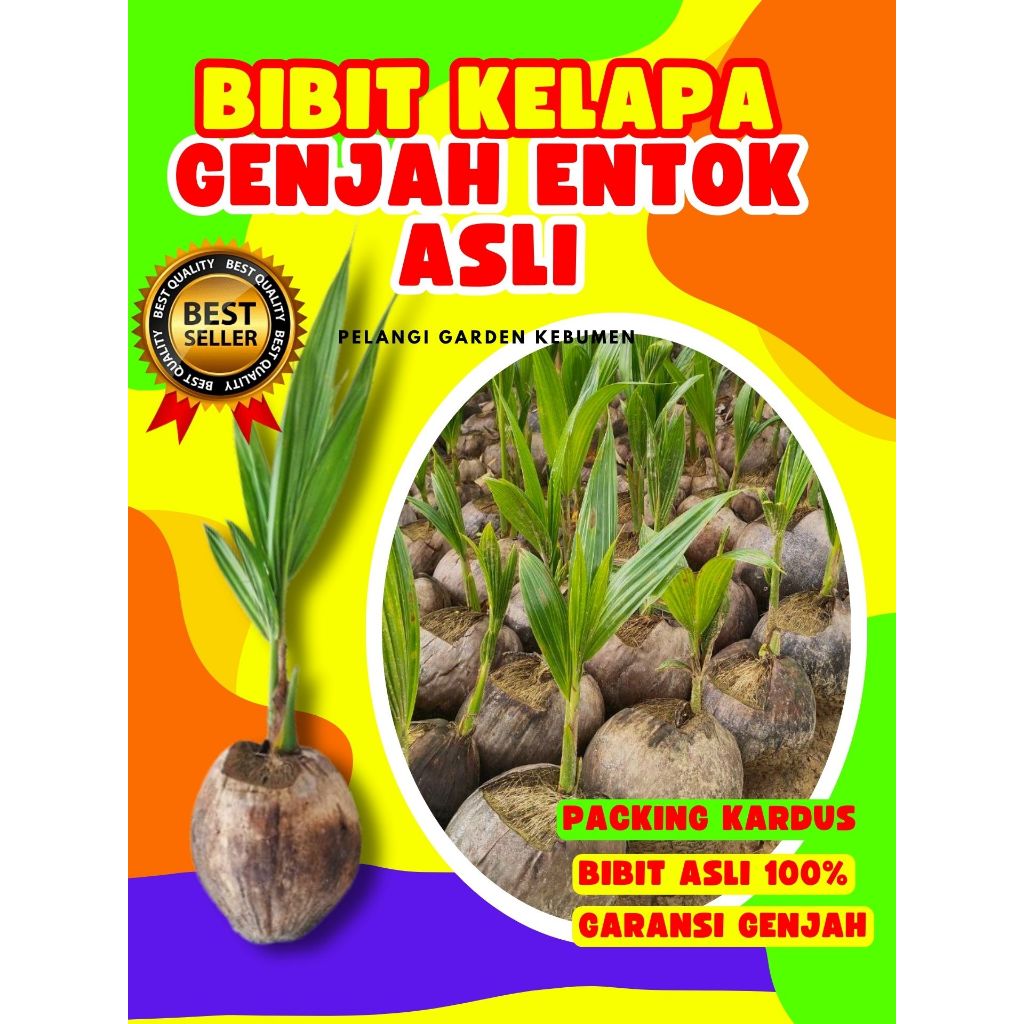 CEPAT BERBUAH.. Bibit Kelapa Kopyor Genjah, Bibit Kelapa Kopyor Genjah Pati, Bibit Kelapa Kopyor Haw