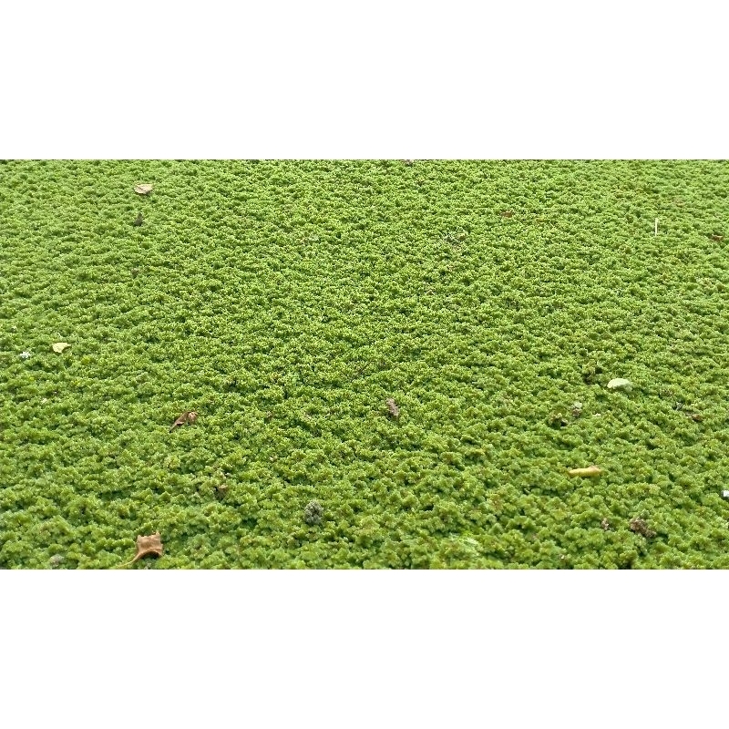 AZOLLA 1kg