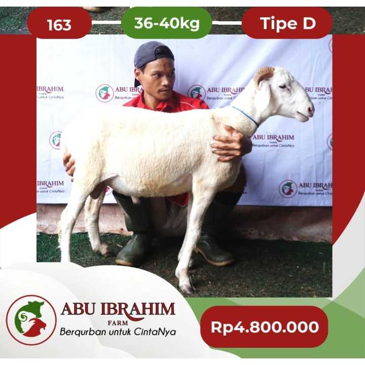 

Kambing Kurban Tipe D 36 - 40kg | Abu Ibrahim Farm | Sehat & Bergaransi