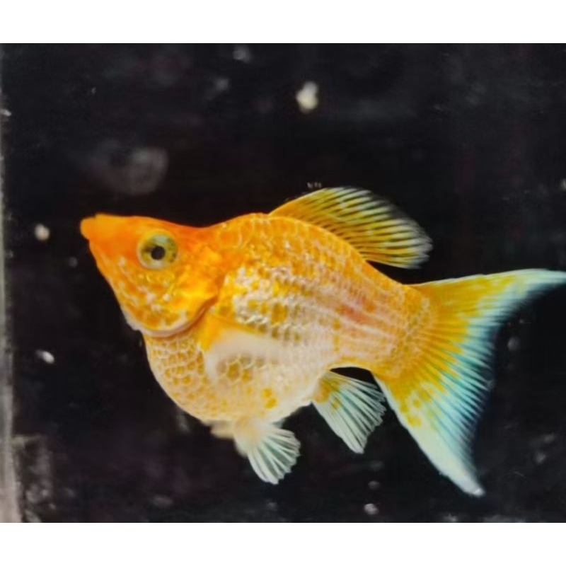 Hiasan Rumah Molly Balon Merpati Melayang-layang didalam air