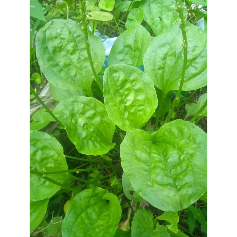 

daun sendok segar / ki urat paket 250 grm