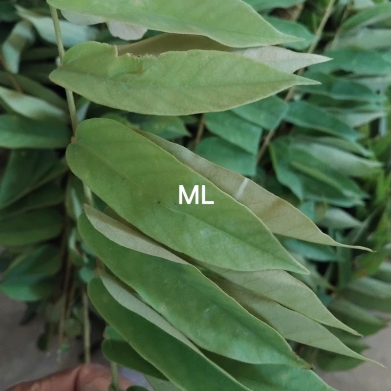 

Daun ceremai segar order baru petik 500 gram