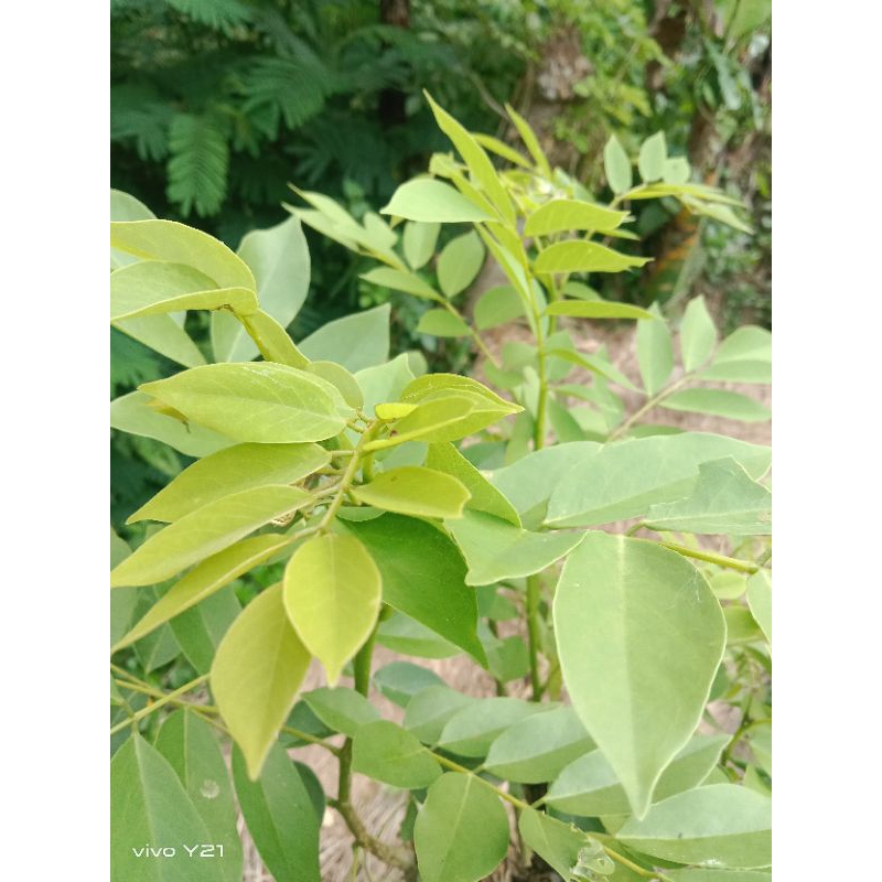 

daun gamal atau dadap cangkiring seugar 1kg