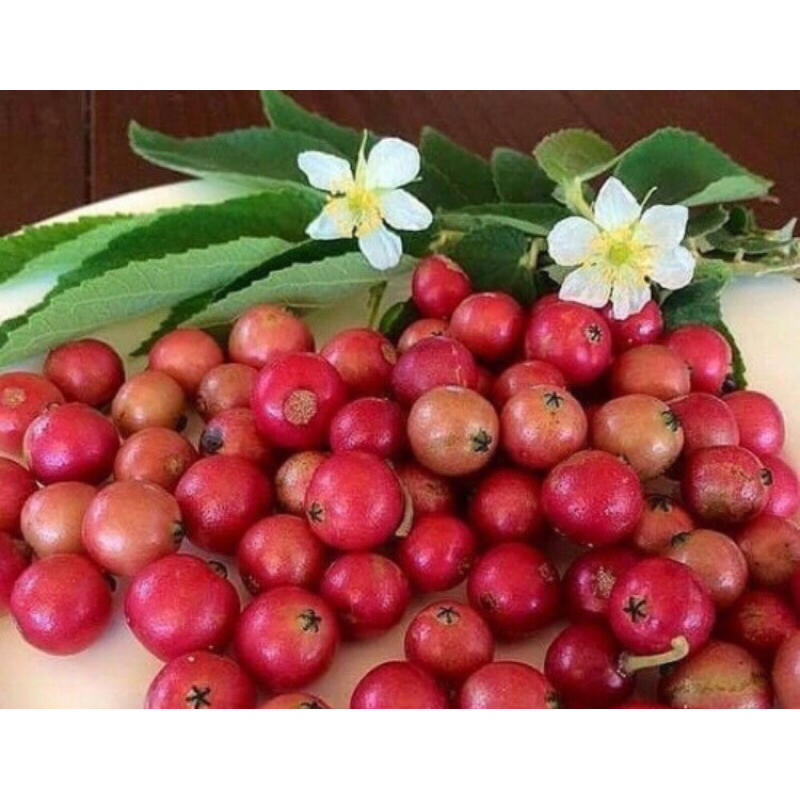 Buah kersen segar | Buah kersen dadakan | Daun kersen segar | Daun kersen dadakan