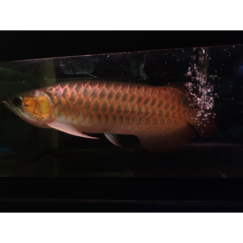 ikan arwana super red 50 cm super red arowana jumbo pajangan sultan