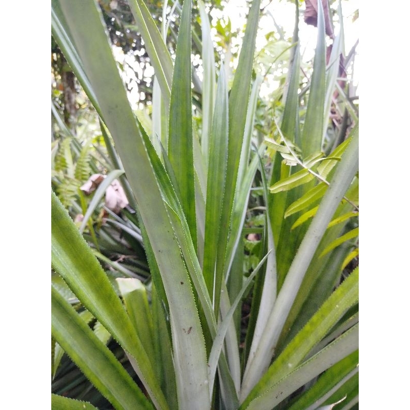 

Daun nanas segar 10 lembar terbaik