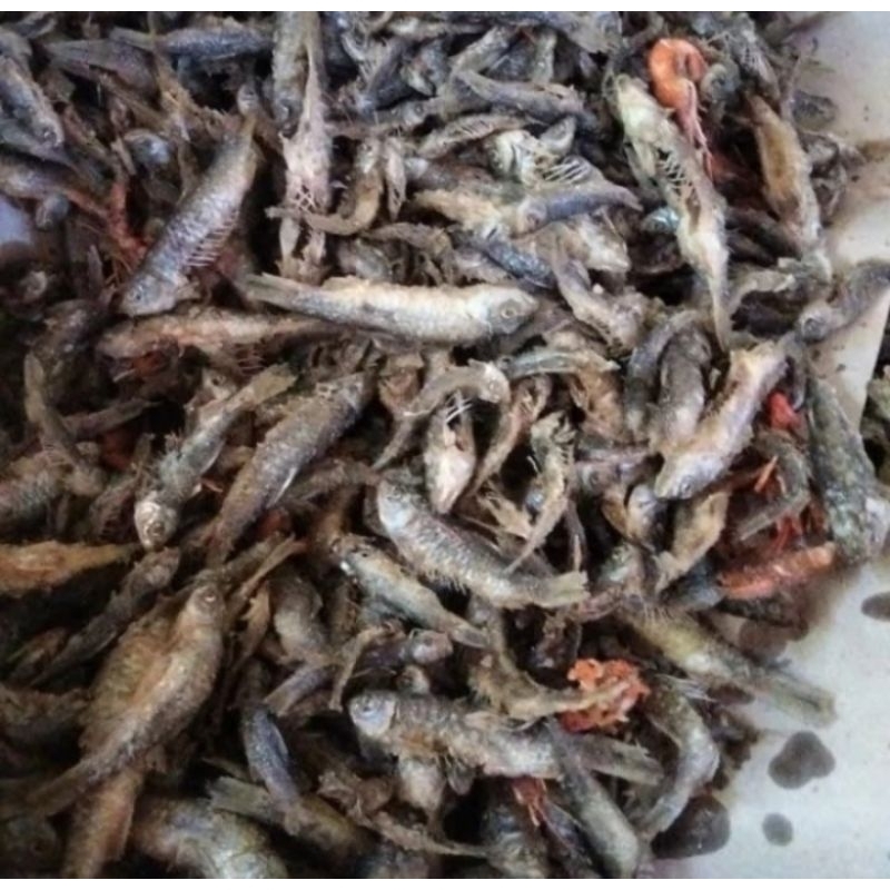 

wader goreng tanpa tepung asli iwak kali / ikan wader