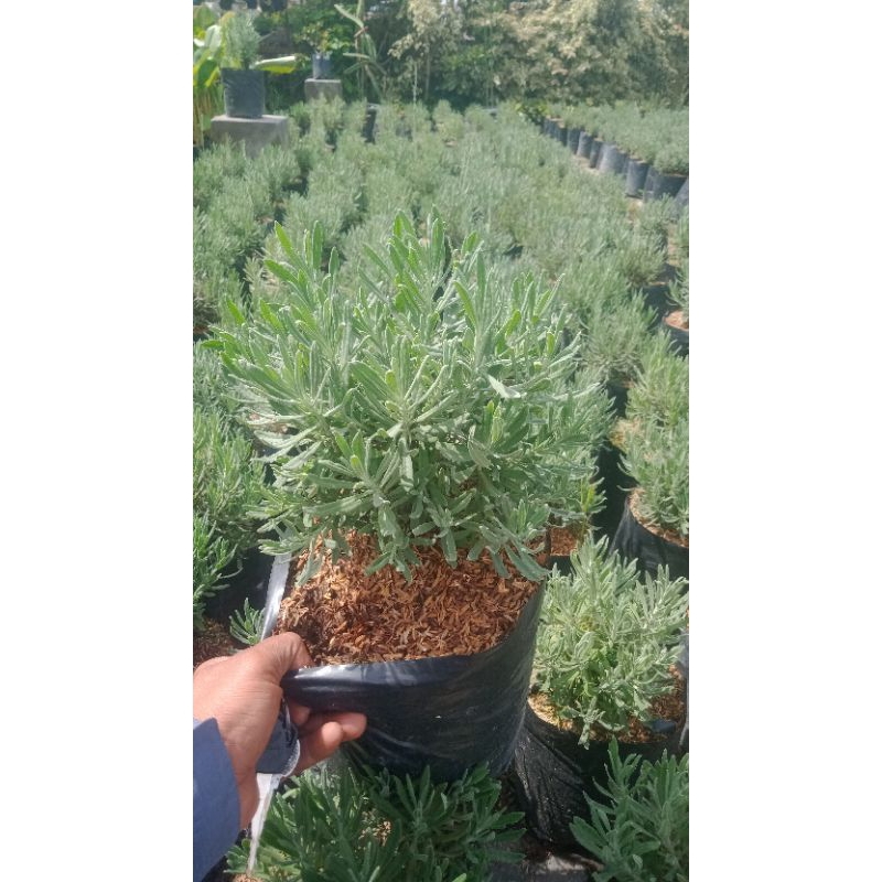 Tanaman Hias Lavender (Besar)