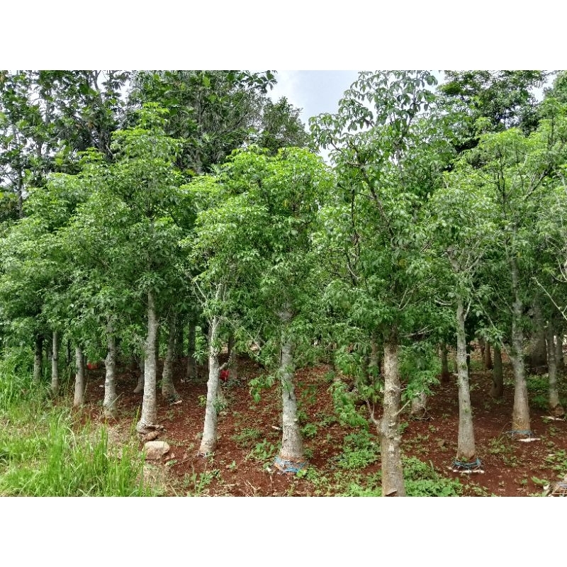 Pohon Baobab / kaki gajah