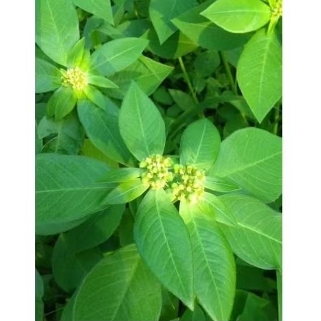 

Daun Katemas Daun Patimas Daun Sena Segar 500gr