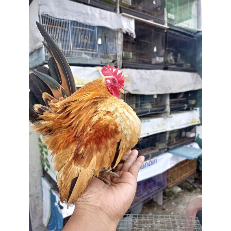 

ayam Serama anakan