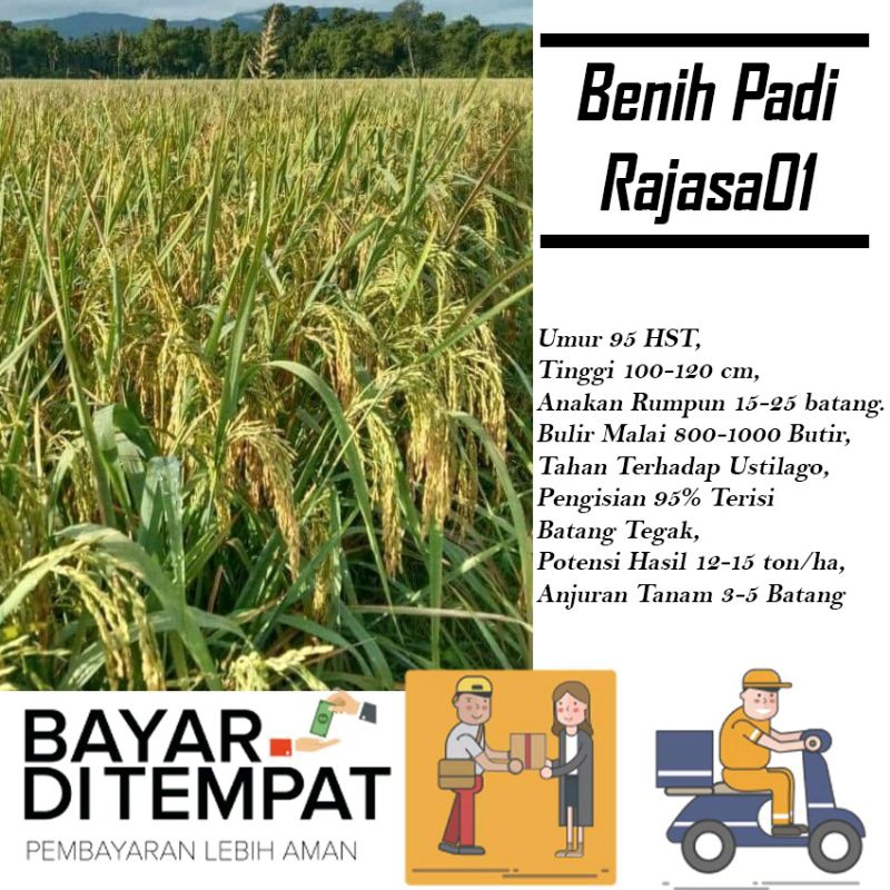 BENIH PADI RAJASA 01 ORIGINAL KEMASAN 5KG