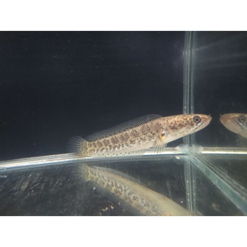 Channa Auranti 16-17cm