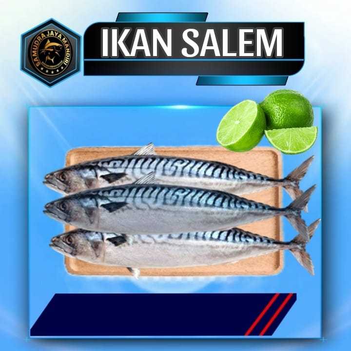 

Ikan Salem Segar Fresh Frozen Beku