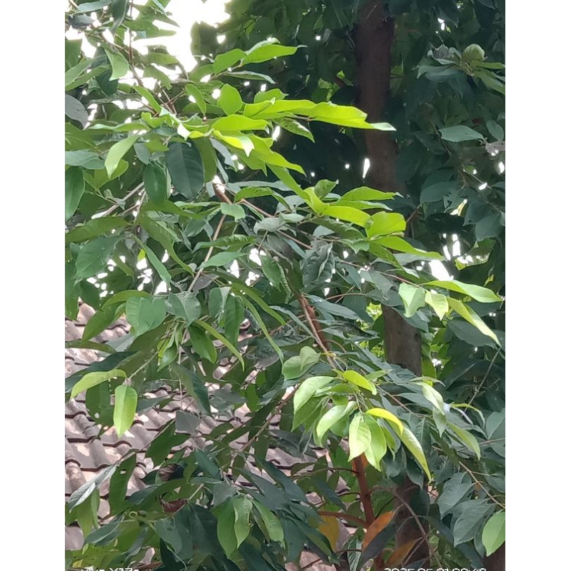 

Daun salam 60 lembar