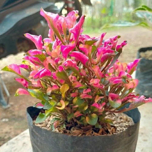 Bibit Tanaman Bunga Krokot Mawar Merah Super Cantik Rimbun