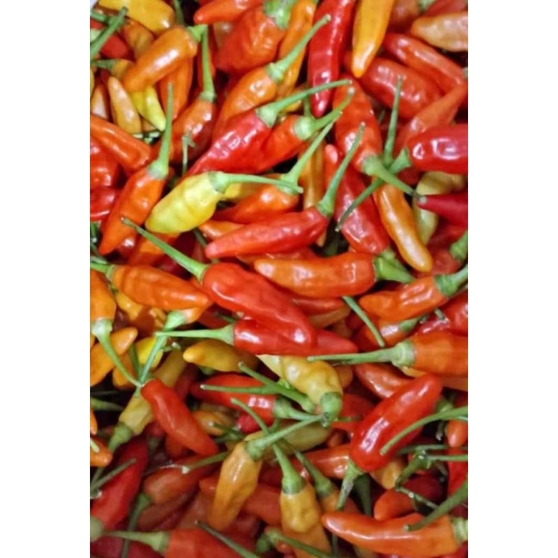 

Cabai rawit merah segar