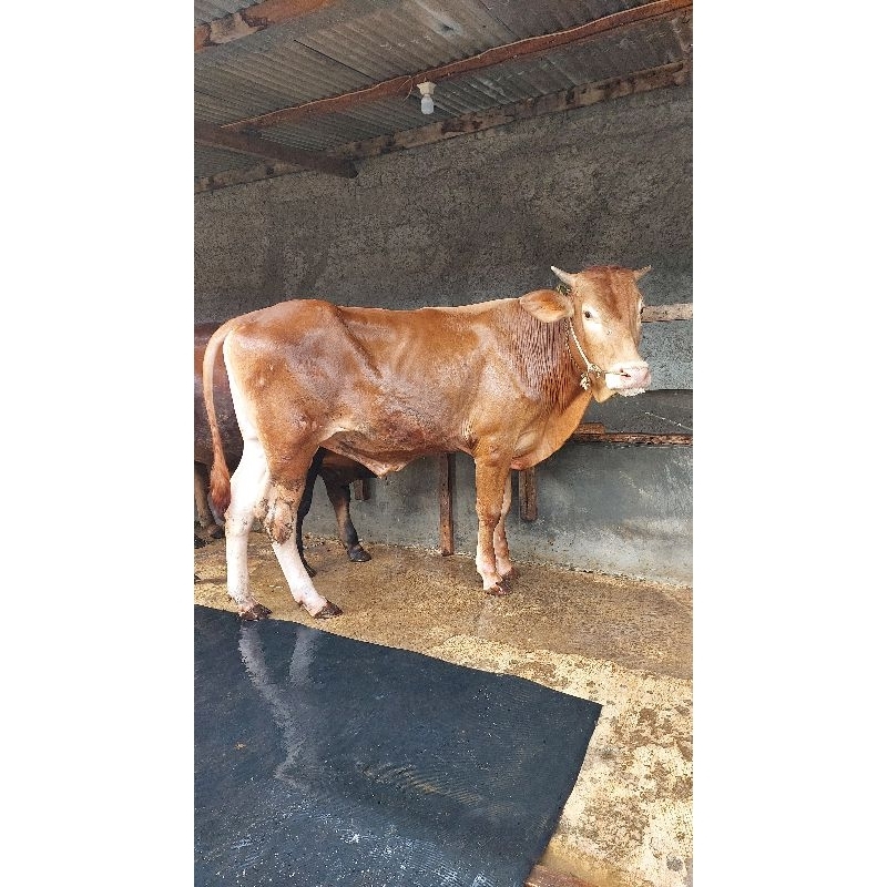 

Sapi Limousin 520 kg-an / Sedia Beragam Jenis Sapi Qurban