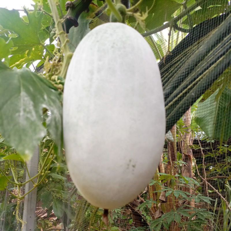 

buah kundur atau bligo