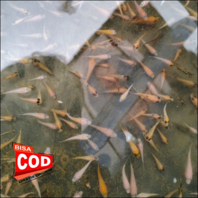 Bibit ikan nila isi 100 ekor