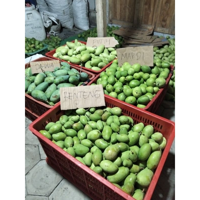 

Mangga muda fres seger, kres untuk rujak 1kg