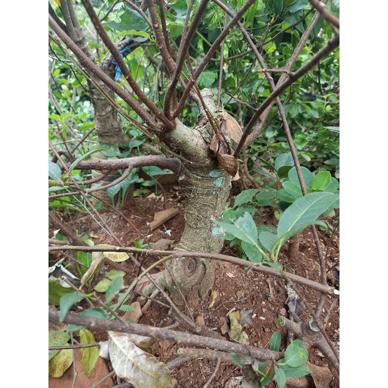 bahan bonsai bunut pucuk merah