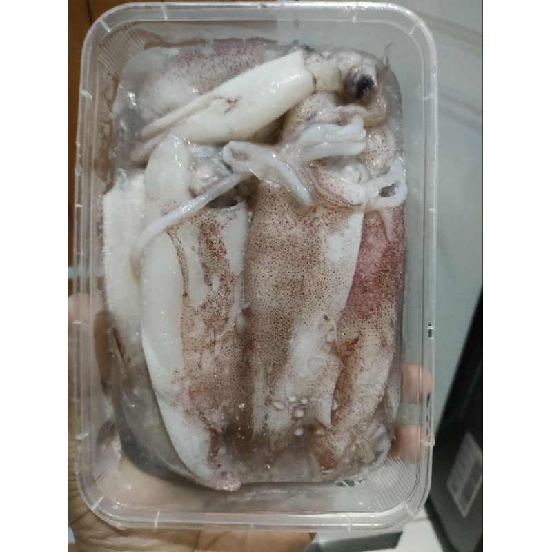

Cumi Sontong Frozen