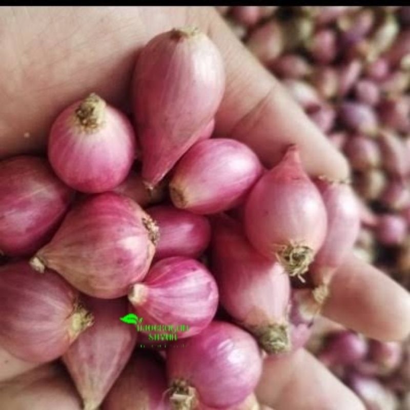 

BAWANG MERAH MURAH per 100 gr